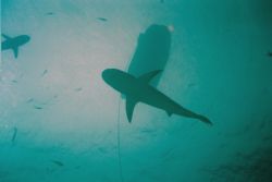 The Dingy is about 35 feet away.  At this moment it might... by Greg Smith 